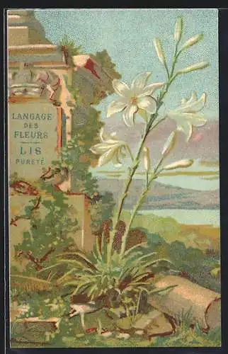 Lithographie Langage des Fleurs, Lis Purete, Blumensprache