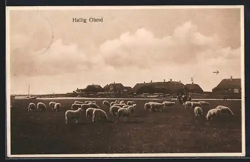 AK Oland / Hallig, Blick auf die Schafsweide