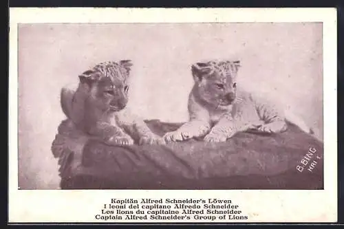 AK Kapitän Alfred Schneider`s Löwenkinder