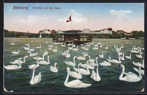 AK Hamburg, Schwäne auf der Alster