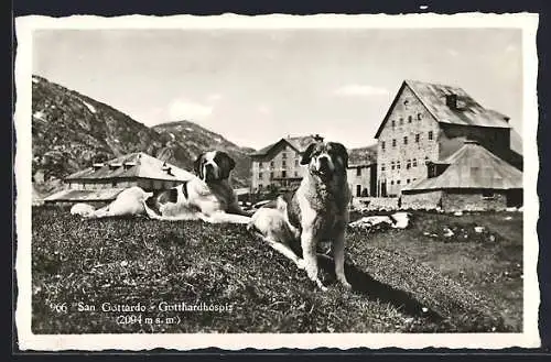 AK San Gottardo, Gotthardhopiz, Bernhardiner