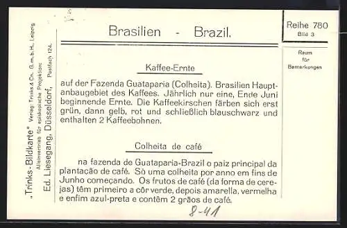 AK Brasilien, Arbeiter bei der Kaffeeernte