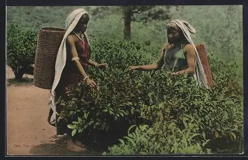 AK Sri Lanka, Two Tea Pluckers, Teepflückerinnen