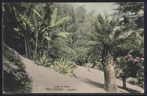 AK Cadenabbia /Lago di Como, Villa Carlotta, Giardino