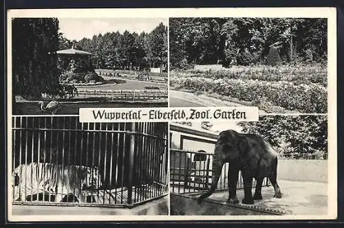 AK Wuppertal-Elberfeld, Zoologischer Garten, Emu, Tigerkäfig und Asiatischer Elefant