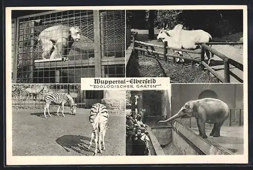 AK Wuppertal-Elberfeld, Zoologischer Garten, Affe, Rind, Zebra und Elefant