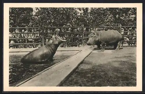 AK Wien-Schönbrunn, Tiergarten, Nilpferde, Hippopotamus, Flusspferde