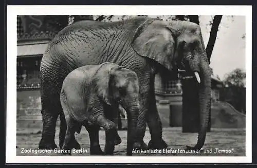 AK Berlin, Zoologischer Garten mit afrikanischen Elefanten Lindi und Tempo