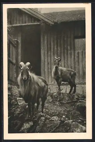 AK Wien-Schönbrunn, Menagerie, Tharziegen vom Himalaya