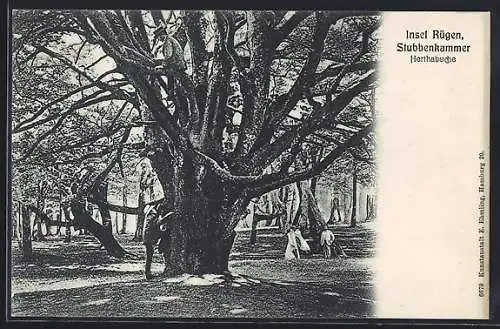 AK Insel Rügen, Herthabuche auf der Stubbenkammer