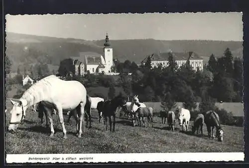 AK Piber b. Köflach, Bundesgestüt, Stuten und Fohlen auf der Weide