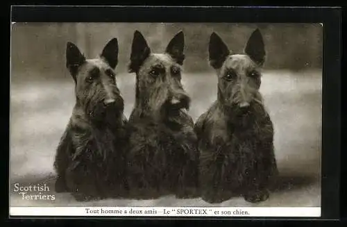 AK Scottish Terriers - Le Sportex et son chien