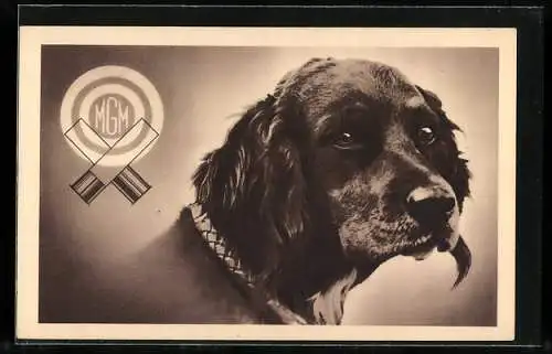 AK MGM, Reklame für Schrotmunition, Spaniel, Jagdhund