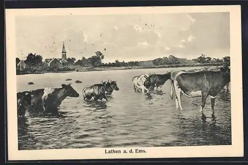 AK Lathen a. d. Ems, Rinder durchqueren den Fluss