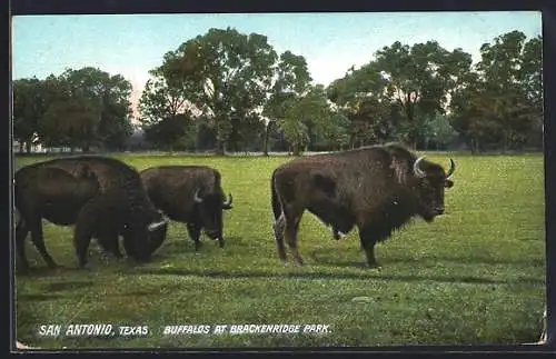 AK San Antonio /Texas, Buffalos at Brackenridge Park