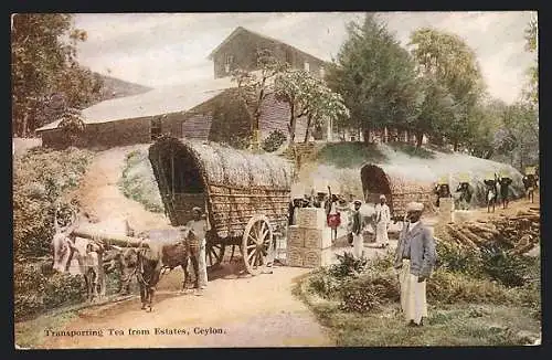 AK Ceylon, Carting Tea from Factory