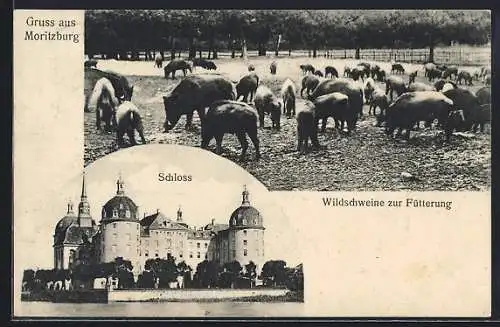 AK Moritzburg / Sachsen, Schloss, Wildschweine zur Fütterung