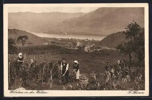 AK Wachau, Männer und Frauen bei der Weinlese