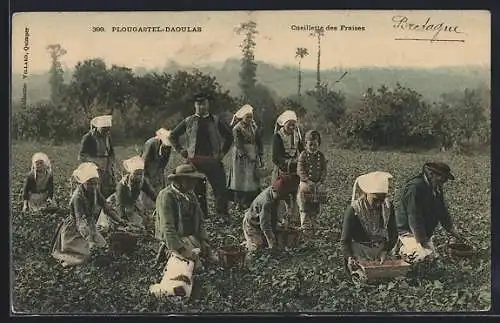 AK Plougastel-Daoulas, Cueillette des fraises, Erdbeerernte