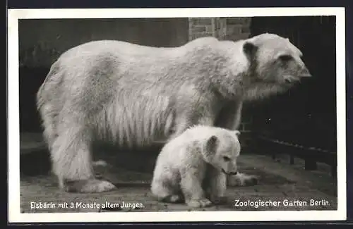 AK Berlin, Zoologischer Garten, Eisbärin mit Jungem, Polarbären