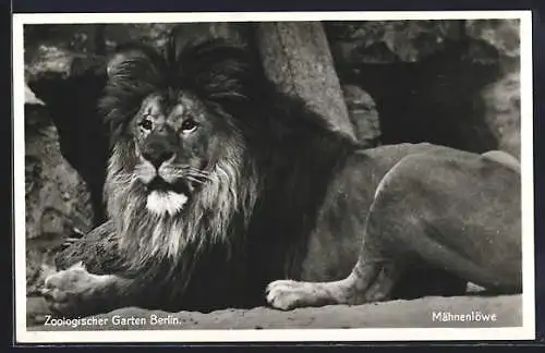 AK Berlin, Zoologischer Garten, Männlicher Mähnenlöwe