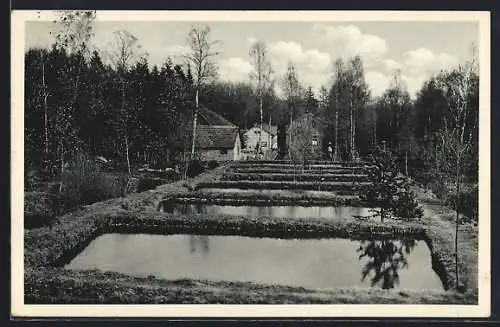 AK Oberursel, Forellen-Gut Taunus, Restaurant u. Café Herzberger, Forellen an der Quelle