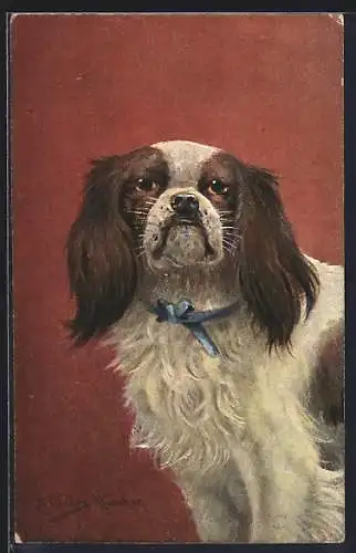 Künstler-AK August Müller - München: Pekinese mit blauem Halsband