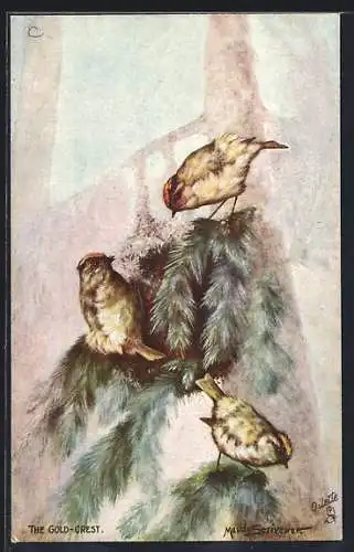 Künstler-AK Raphael Tuck & Sons Nr. 9303: the Gold-Crest, Vögel