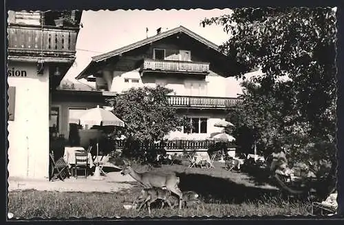 AK Scheffau a. Wild Kaiser, Gasthof-Pension Gruber, Gartenansicht mit Rehen