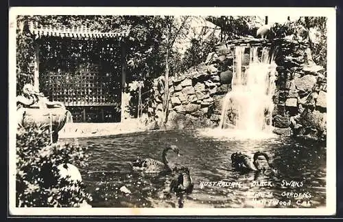 AK Hollywood, CA, Australian Black Swans in the Japanese Gardens