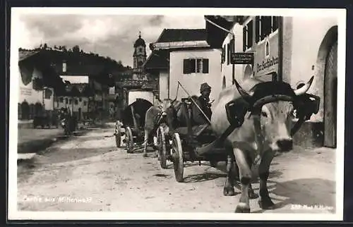 AK Mittenwald, Ochsen-Gespann auf einer Strasse