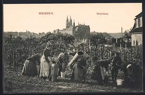 AK Meissen / Elbe, Weinlese am Stadtrand