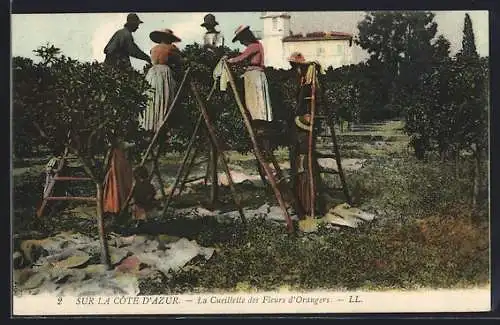 AK Sur la Côte d`Azur, La Cueillette des Fleurs d`Orangers, Arbeiter pflücken Orangenblüten