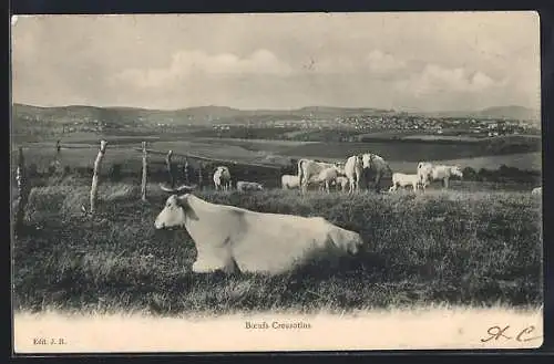 AK Boeufs Creusotins