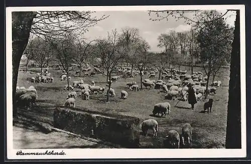 AK Triesdorf, Kreisackerbauschule, Stammzuchtherde