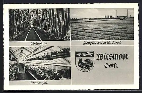 AK Wiesmoor /Ostfr., Grossgärtnerei mit Kraftwerk, Innenansichten Gewächshäuser, Wappen