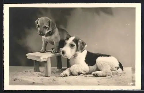 AK Ein Terrier liegt im Sand mit einem Welpen