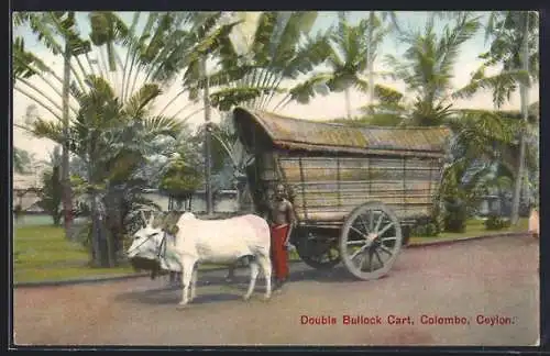 AK Colombo, Double Bullock Cart, Ochsen-Gespann auf einer Strasse