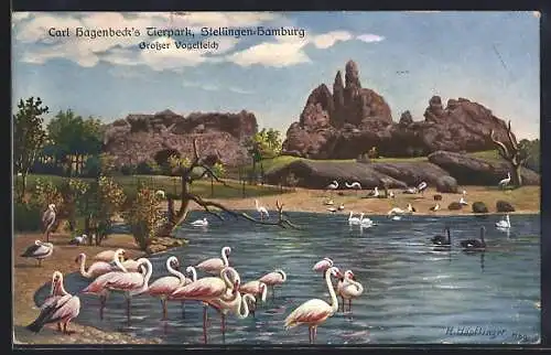 AK Hamburg-Stellingen, Hagenbeck`s Tierpark, Grosser Vogelteich, Flamingos