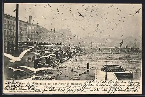 AK Hamburg, Möwen als Wintergäste auf der Alster, Jungfernstieg