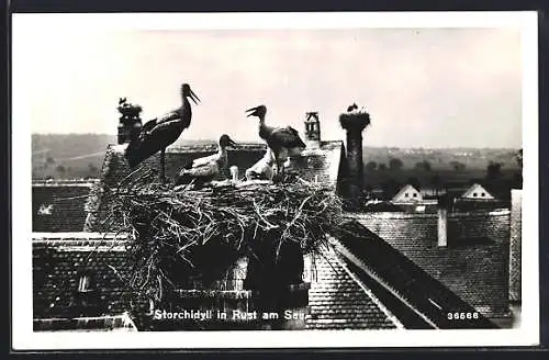 AK Rust am See, Storchennest auf einem Dach