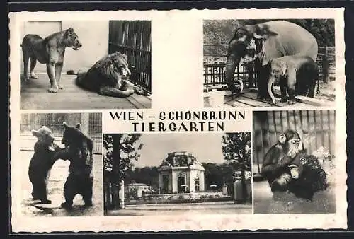 AK Wien-Schönbrunn, Tiergarten, Löwen, Bären, Schimpansen