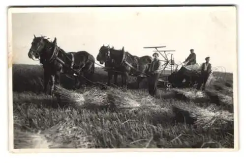 Fotografie Bauern mit ihrem Pferdegespann bei der Heu Ernte