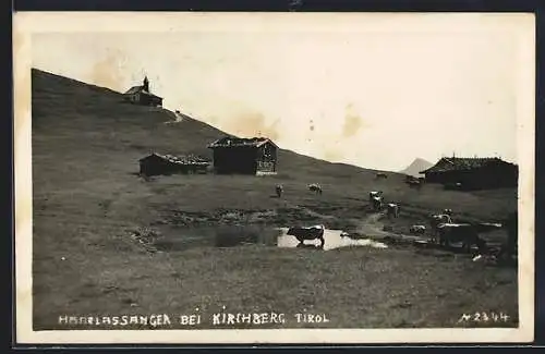 AK Haarlassanger bei Kirchberg, Häuser, Kapelle und grasendes Vieh