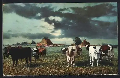 AK Dorf Achterwehr, Eine Kuhherde vor dem Ort, frühes Farbfoto