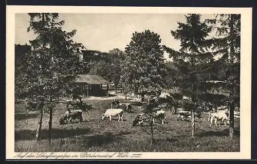 AK Wien, Pötzleinsdorf, Adolf Knorr`s Meierei, Weidende Rinder auf der Schafbergalpe