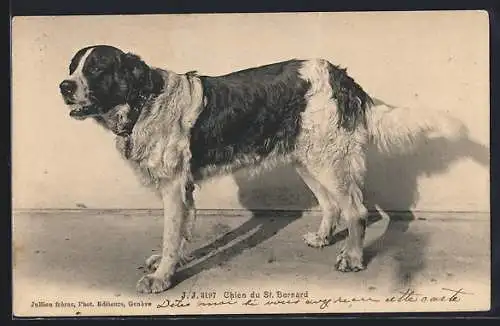 AK chien du St. Bernard, Bernhardiner