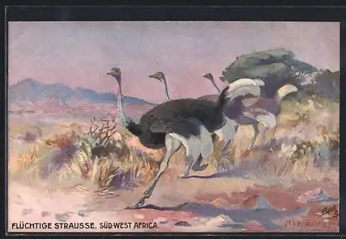 Künstler-AK Strausse auf der Flucht, Süd-West-Afrika