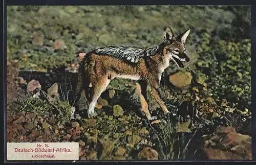 AK Deutsch-Südwest-Afrika, Goldschakal streift durch die Savannne