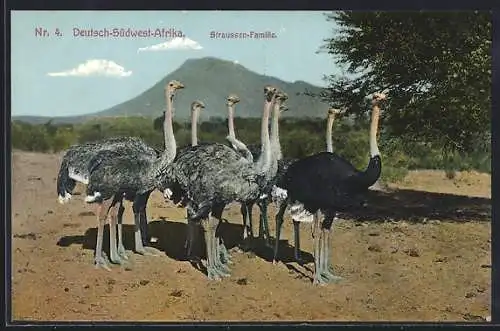 AK Deutsch-Südwest-Afrika, Straussenfamilie in der Savanne